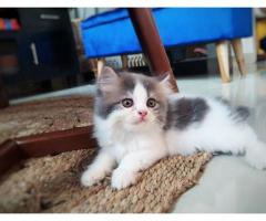 Adposi kucing