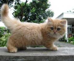 Free adopsi kucing