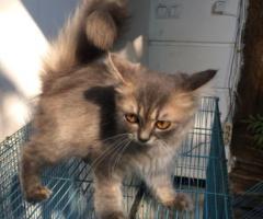Free adopsi kucing