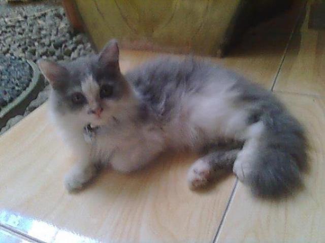 Free adopsi kucing