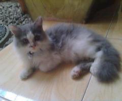 Free adopsi kucing