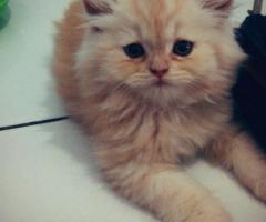 Free adopsi kucing