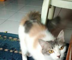 Free adopsi kucing