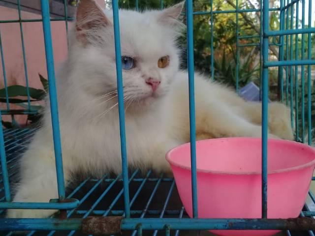 Free adopsi kucing