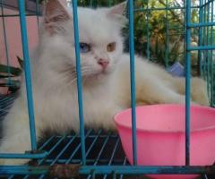 Free adopsi kucing