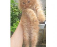Free adopsi kucing