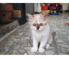 adopsi kucing