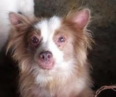 Adopsi Anjing