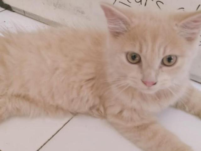adopsi kucing