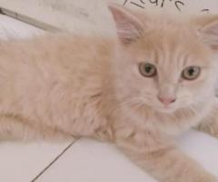 adopsi kucing