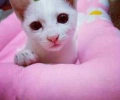 Free adopsi kucing