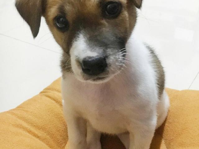 Adposi Anjing
