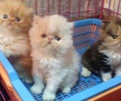 Free adopsi kucing