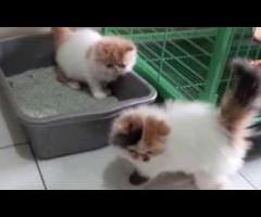 Free adopsi kucing