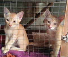 Free adopsi kucing