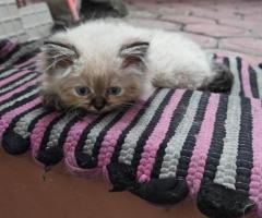 Free adopsi kucing