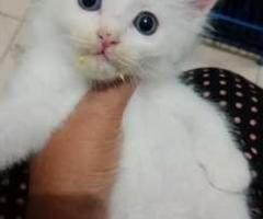 Free adopsi kucing