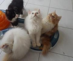 Free adopsi kucing