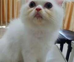 Adopsi kucing putih