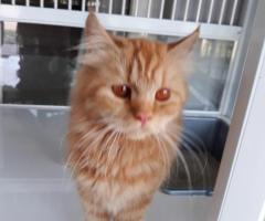 Free adopsi kucing