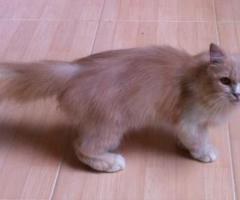 Adopsi Kucing