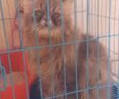 adopsi kucing