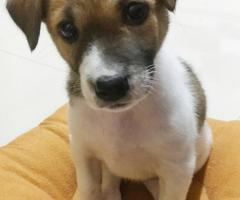 Adposi Anjing
