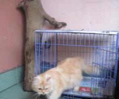 adopsi kucing