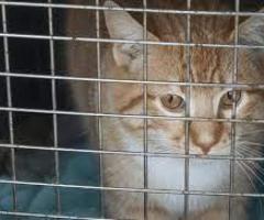 adopsi kucing