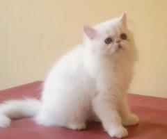 adopsi kucing