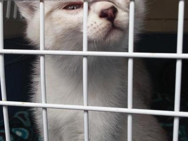 adopsi kucing