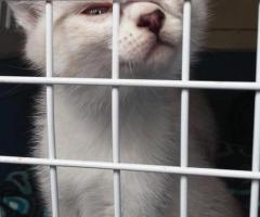 adopsi kucing