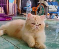 Kucing