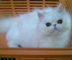Kucing