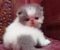 Free adopsi kucing