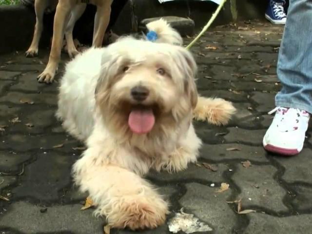 Adopsi anjing