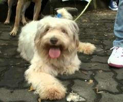 Adopsi anjing