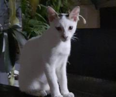 Jual kucing