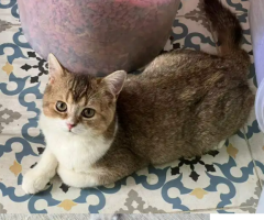 Adopsi kucing