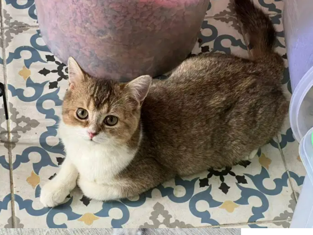 Yang mau adopsi kucing