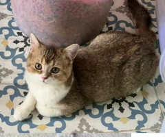 Yang mau adopsi kucing