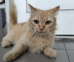 Mencari yg ingin memelihara kucing kampung