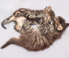 free adopt 2 kucing kecil bagi yg serius amanah hub wa 085710507554