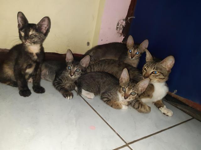 Free adopt induk kucing dan anaknya 4 ekor