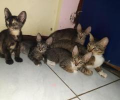 Free adopt induk kucing dan anaknya 4 ekor