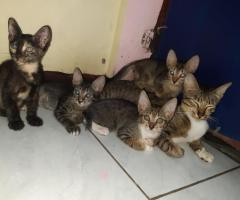 Free adopt induk kucing dan anaknya 4 ekor