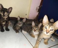 Free adopt induk kucing dan anaknya 4 ekor