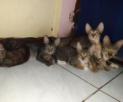 Free adopt induk kucing dan anaknya 4 ekor