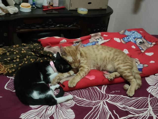 Free adopsi 3 kucing posisi bandung Antapani