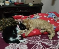 Free adopsi 3 kucing posisi bandung Antapani